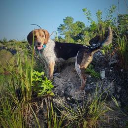 Molly - Beagle