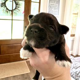 Dolly - Liver female Miniature Schnauzer puppy in Agricola, Mississippi from Fancy Farms + Pups