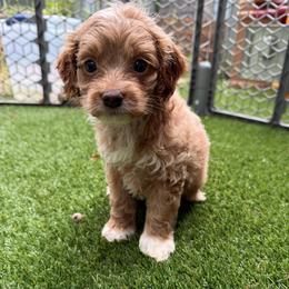 Cabernet - Cream male Cockapoo puppy in Williamston, South Carolina from Sassy Bob’s Dogs
