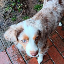 Ginger - Miniature Australian Shepherd