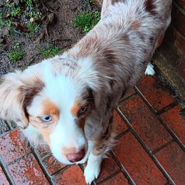 Ginger - Miniature Australian Shepherd