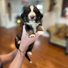Bernedoodle and Goldendoodle Puppies from Apricot Roots Doodles