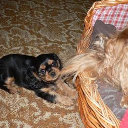 Cavalier King Charles Spaniel Puppies from 7 Bridges Cavaliers
