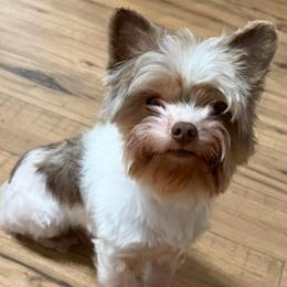 Zack - Yorkshire Terrier