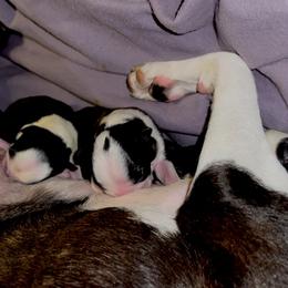 Boston Terrier Puppies from Benders Boston’s