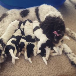 Aussiedoodle Puppies from Deason Doodles