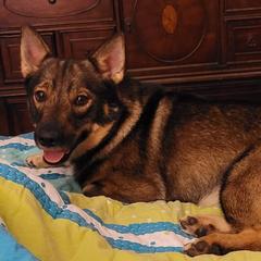 Bernese Mountain Dogs and Swedish Vallhunds from Just Say