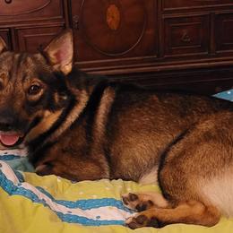 Bernese Mountain Dogs and Swedish Vallhunds from Just Say