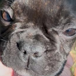 Dachshunds and French Bulldogs from Sabe and Shabe’s Doxies