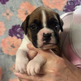 Miley - Fawn female Boxer puppy in Elyria, Ohio from Just-A-Wyn Boxers