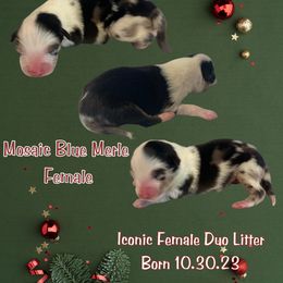 Miniature Australian Shepherd Puppies from Mini Aussie Finery