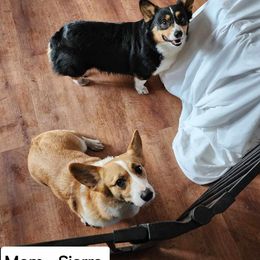 Pembroke Welsh Corgi puppies from Dellinger's Corgi's