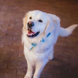 Judge - Light golden male Golden Retriever puppy in Madison, Alabama from The Golden Court
