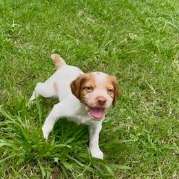 Browning - Orange roan male Brittany puppy in Stillwater, Oklahoma from Kennel de Fowler
