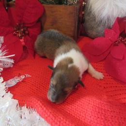 Blitzen - Sable and white female Collie puppy in Morocco, Indiana from Collegiate Bassets and Rheign Collies