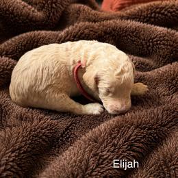 Elijah - Cream male Poodle puppy in Washington, Pennsylvania from Patriotic Poodles
