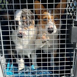 American Corgi All Grown Up from Constellation Corgi