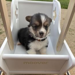 Purple Collar - Black and tan female Pembroke Welsh Corgi puppy in Abingdon, Virginia from Em-K Kennels