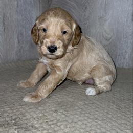 Molly - Cream female Goldendoodle puppy in Valdosta, Georgia from Designer Doodles of South GA