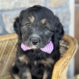 Carrie - Black phantom female Aussiedoodle puppy in Grinnell, Iowa from Rural Iowa Aussies & Doodles
