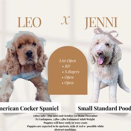 Cockapoo puppies from Boutique Doodles