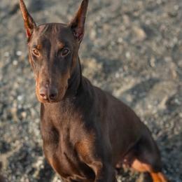 Doberman Pinscher puppies from Kiziah Dobermans