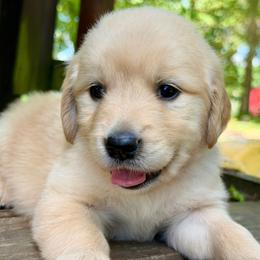 Quinn - Light golden female Golden Retriever puppy in Doniphan, Missouri from Stockford’s Golden Retrievers