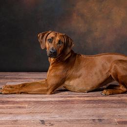 'Reata' - Rhodesian Ridgeback