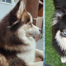 Pomskies from Bitz of Spitz