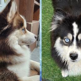 Pomskies from Bitz of Spitz