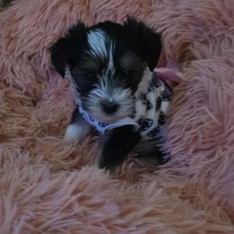 Blossom - Parti female Yorkshire Terrier puppy in Duncan, South Carolina from Sonshine Yorkies