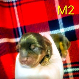 Male 2 - Chocolate, tan and white male Yorkshire Terrier puppy in Lily, Kentucky from Bella Gail Kennels