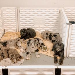 American Bully, Bernedoodle, Poodle, Sheepadoodle, and Whoodle Puppies from Wonderland’s Boujie Kennels