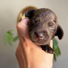 Nutella - Chocolate male Dachshund puppy in Yuba City, California from Mulberry Dachshunds