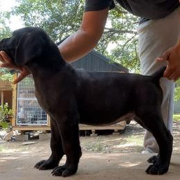 Red Boy - Black male Cane Corso puppy in Saluda, South Carolina from Brooks Imperial Corso