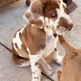 Great Dane Puppies from Texas Devine Danes