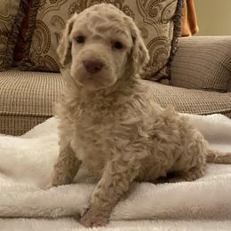 Oisin - Cream male Poodle puppy in Texarkana, Arkansas from Luxe N Libby