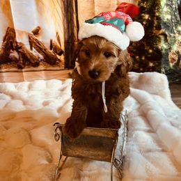 Bernedoodle, Cavapoo, and Goldendoodle Puppies from 406Doodles