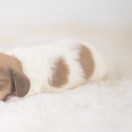 Foreman -- AKC cream Piebald - Cream male Dachshund puppy in Neosho, Missouri from A Walk In The Park