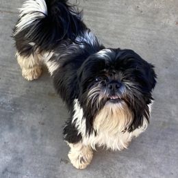 Mercedes - Shih Tzu