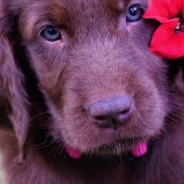 Flat-Coated Retrievers from ArcticWyns