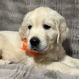 Golden Retriever Puppies from Southern Utah Goldens