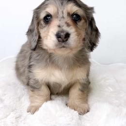 Winston - Dachshund