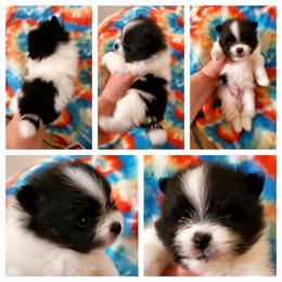 Buster - Black parti male Pomeranian puppy in Forsyth, Illinois from Amazing Grace Pomeranians