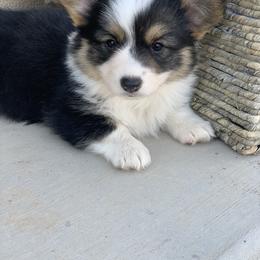 Pembroke Welsh Corgi Puppies from Nunas Corgis