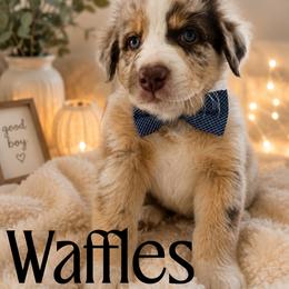 Waffles - Red merle male Australian Shepherd puppy in Cherry Valley, California from Causey Ranch Aussies