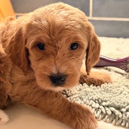 Carbonara - female Goldendoodle puppy in Silverdale, Washington from King Family Doodles