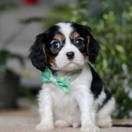 Austin - Tri-color male Cavalier King Charles Spaniel puppy in West Sacramento, California from Autumn Nightz Cavaliers