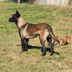 Gracy - Fawn sable female Belgian Malinois puppy in Elizabethton, Tennessee from Forever Family K9