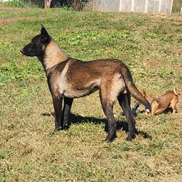 Gracy - Fawn sable female Belgian Malinois puppy in Elizabethton, Tennessee from Forever Family K9